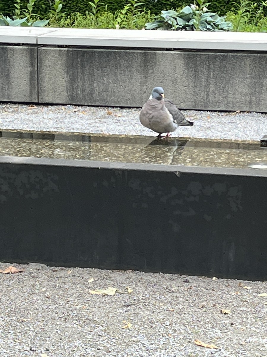 Common Wood-Pigeon - Patti Haynes