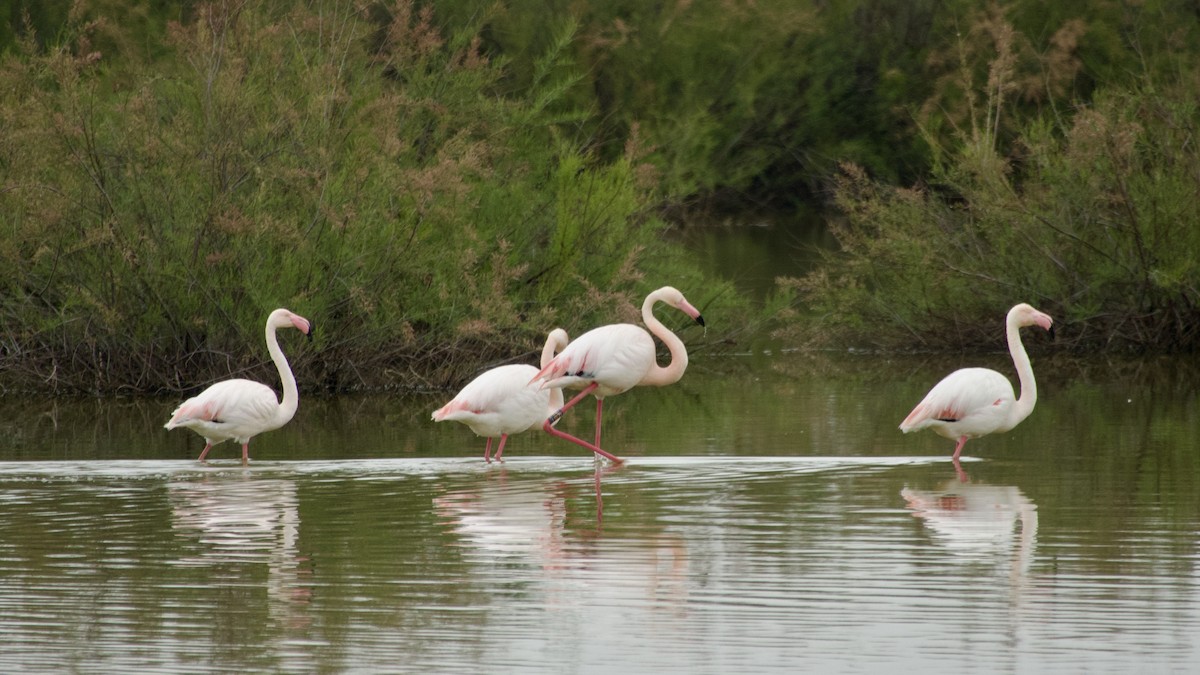 Greater Flamingo - Jan Ekkers