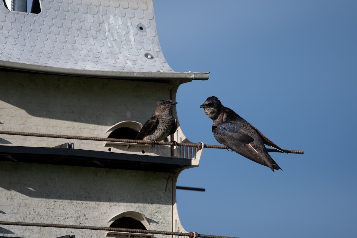 Purple Martin - Rob Cochran