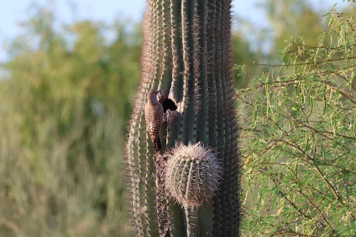 Gilded Flicker - Nik Byle