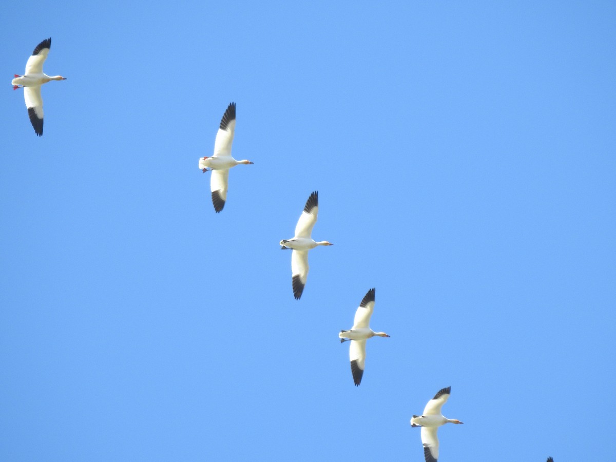 Snow Goose - carol villeneuve