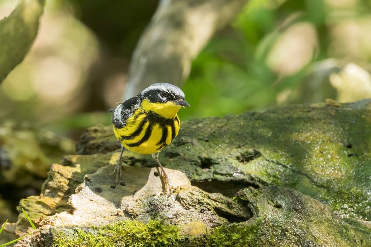 Magnolia Warbler - Ric mcarthur