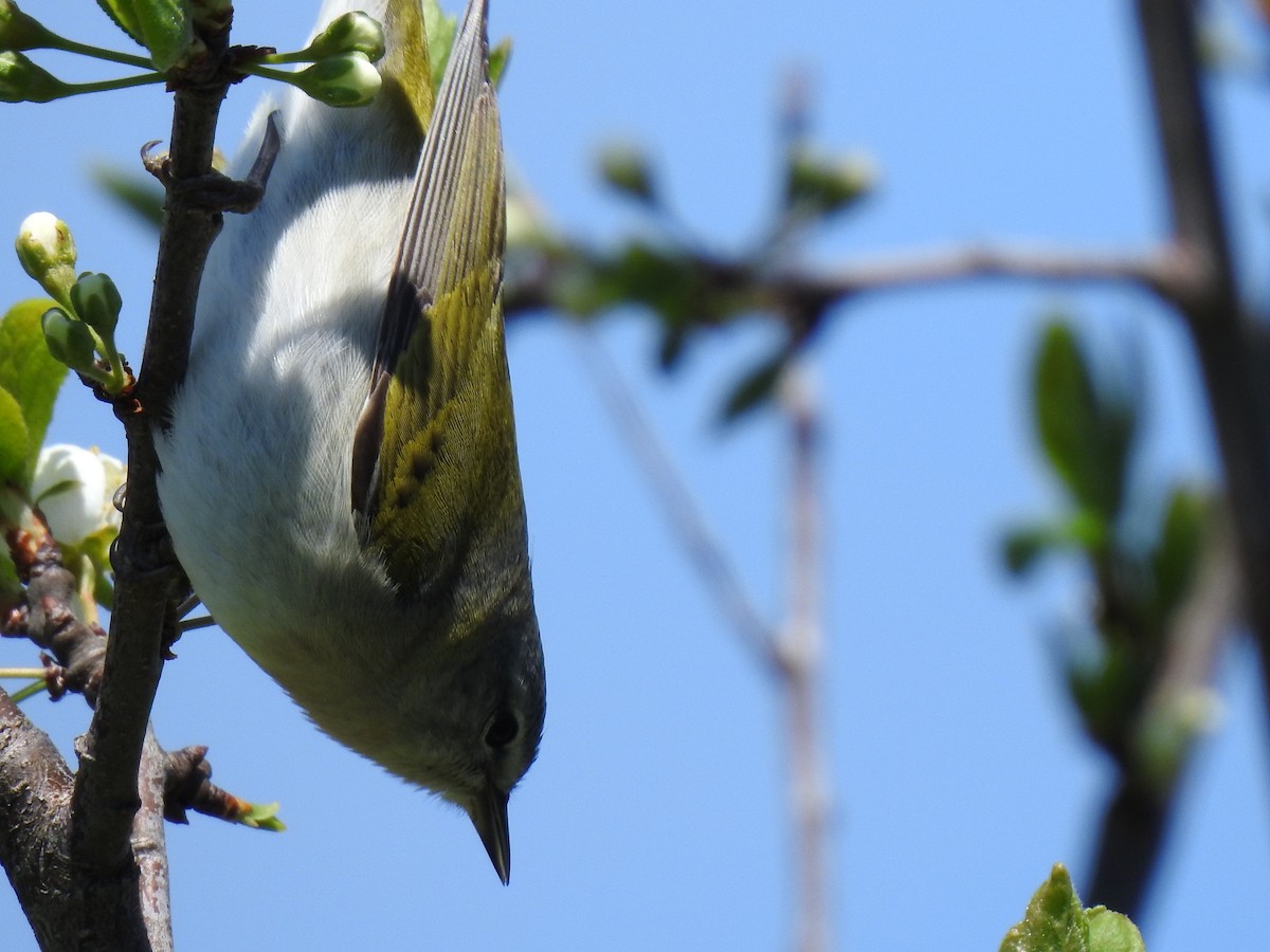 Tennessee Warbler - carol villeneuve