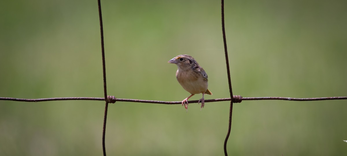 Grasshopper Sparrow - Rob Cochran