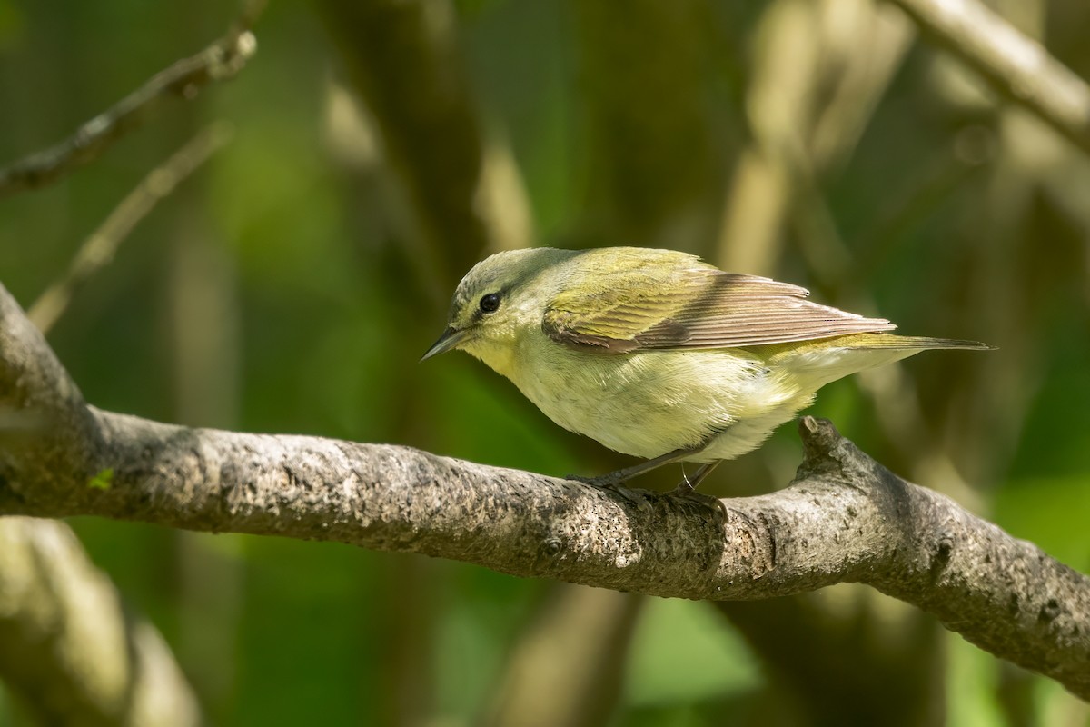 Tennessee Warbler - Ric mcarthur