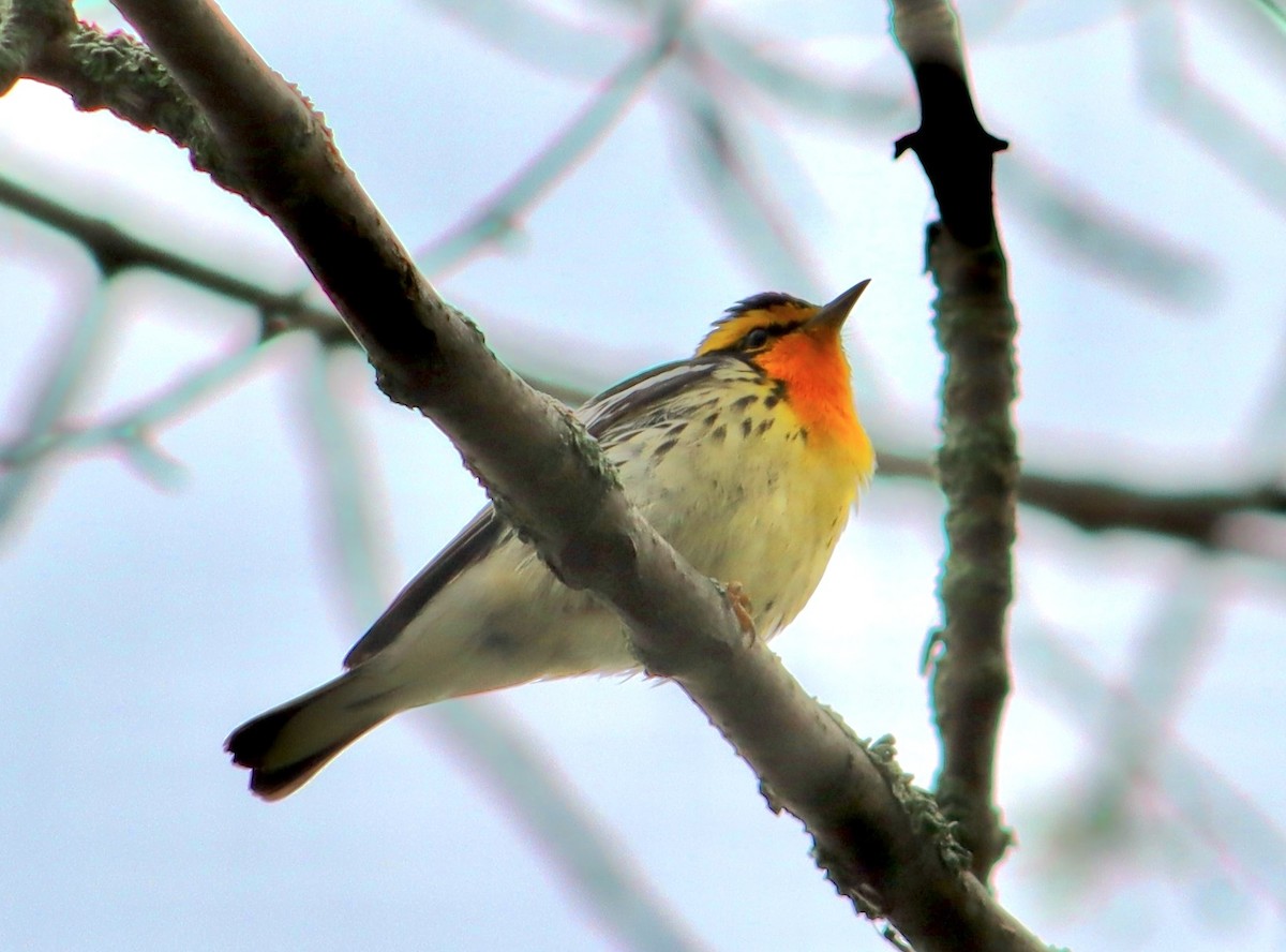 Blackburnian Warbler - Nina Asunto