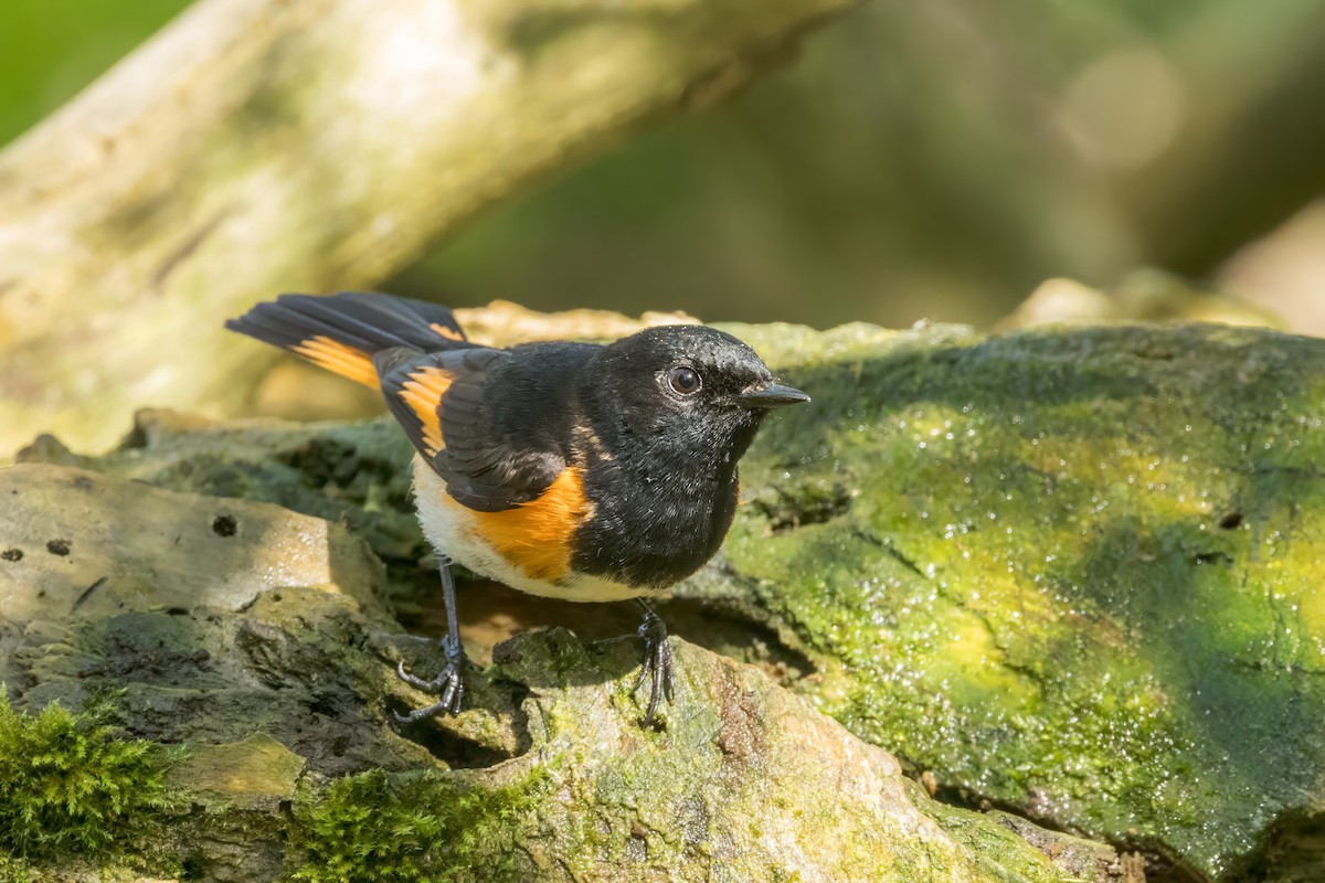 American Redstart - Ric mcarthur