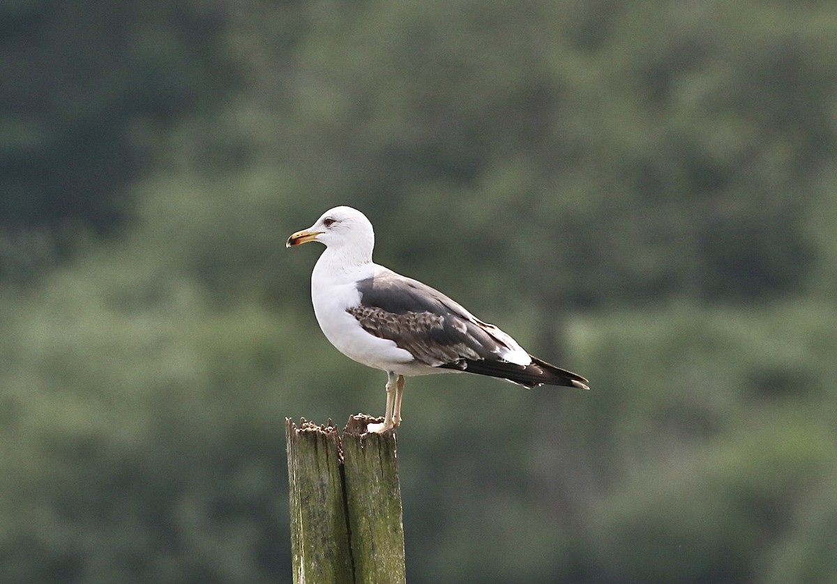Lesser Black-backed Gull - Edmund Mackrill