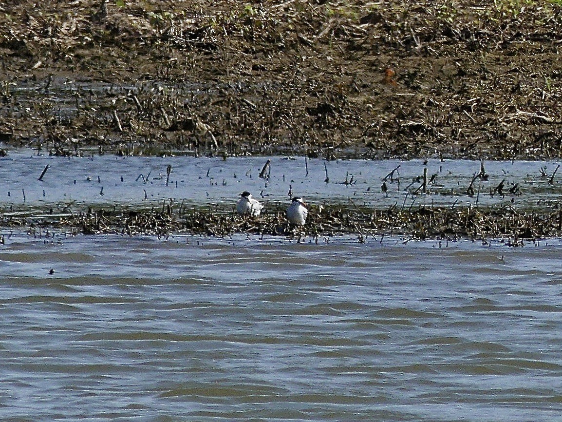 Least Tern - Charles  Crawford