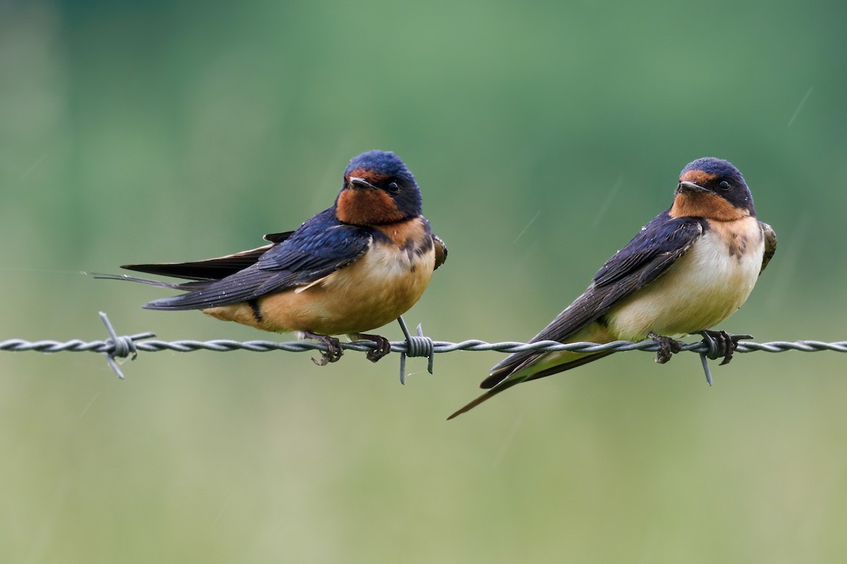 Barn Swallow (American) - Nick Athanas