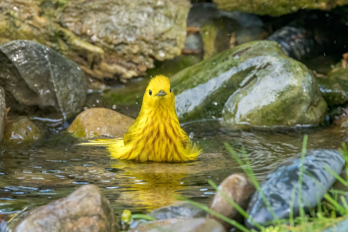 Yellow Warbler - Ric mcarthur