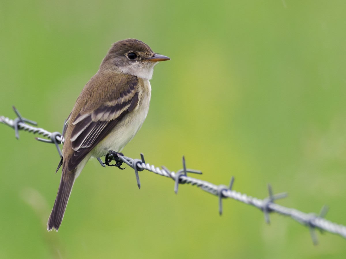 Willow Flycatcher - Nick Athanas