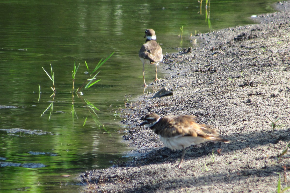 Killdeer - ML619393617