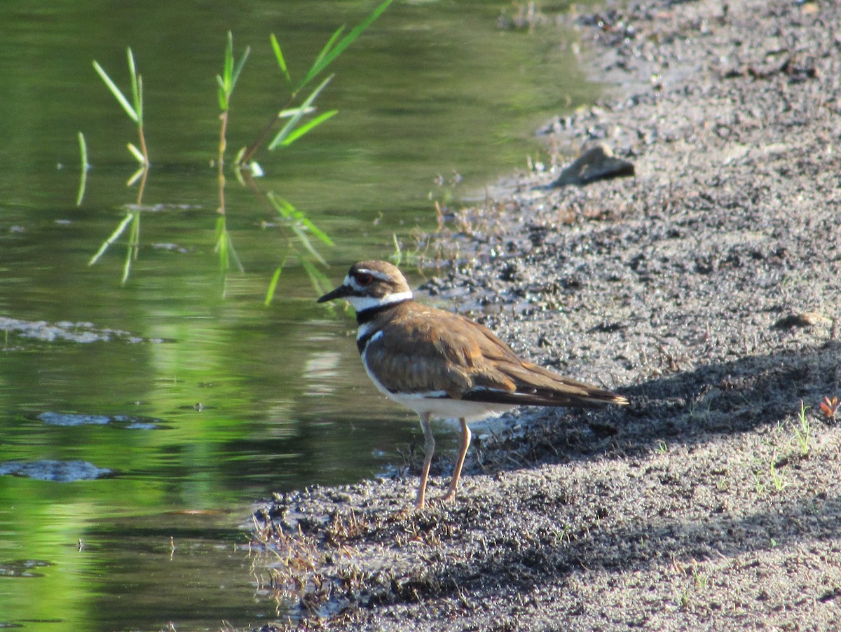 Killdeer - ML619393618