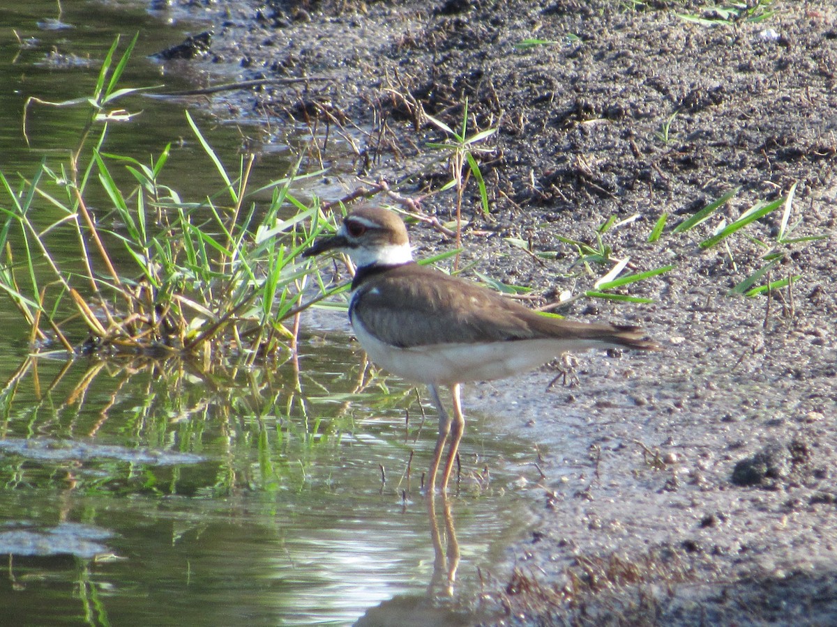 Killdeer - ML619393621