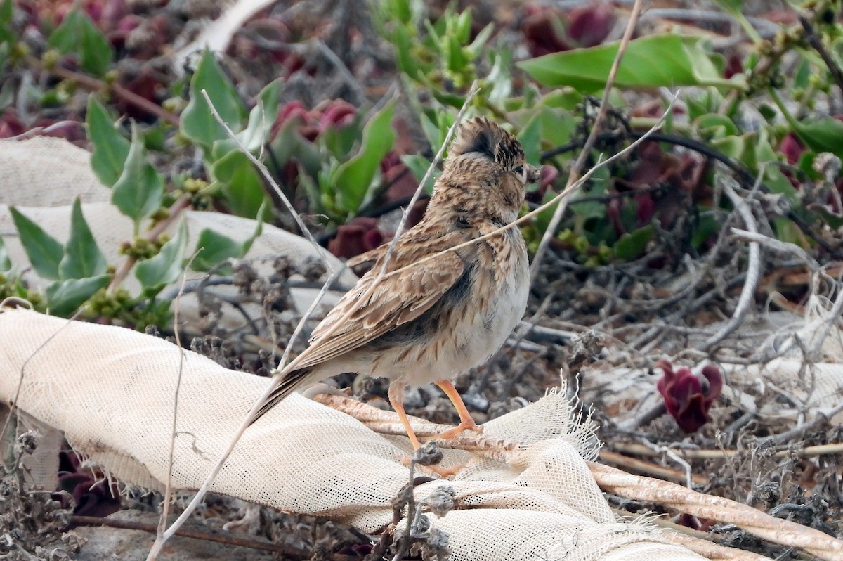 Mediterranean Short-toed Lark - Mauricio del Pozo López