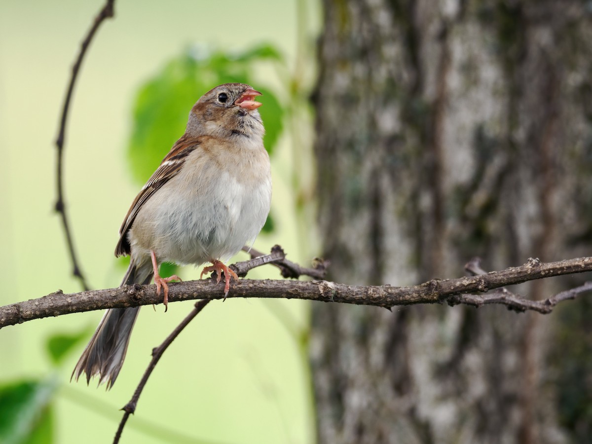 Field Sparrow - Nick Athanas