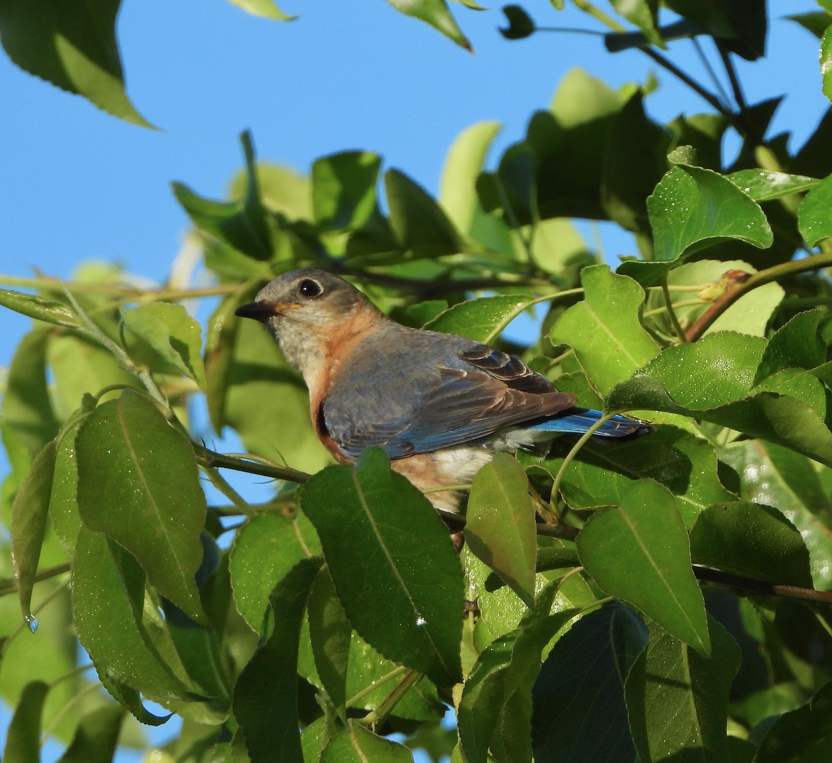 Eastern Bluebird - Michelle Hanko