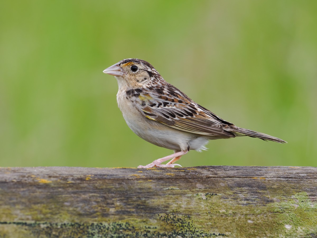 Grasshopper Sparrow - Nick Athanas