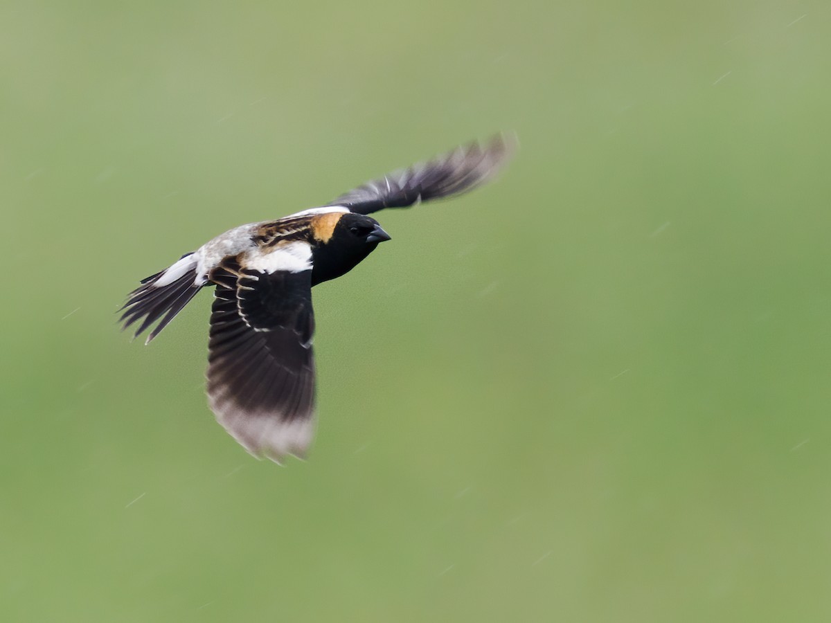 Bobolink - ML619393650