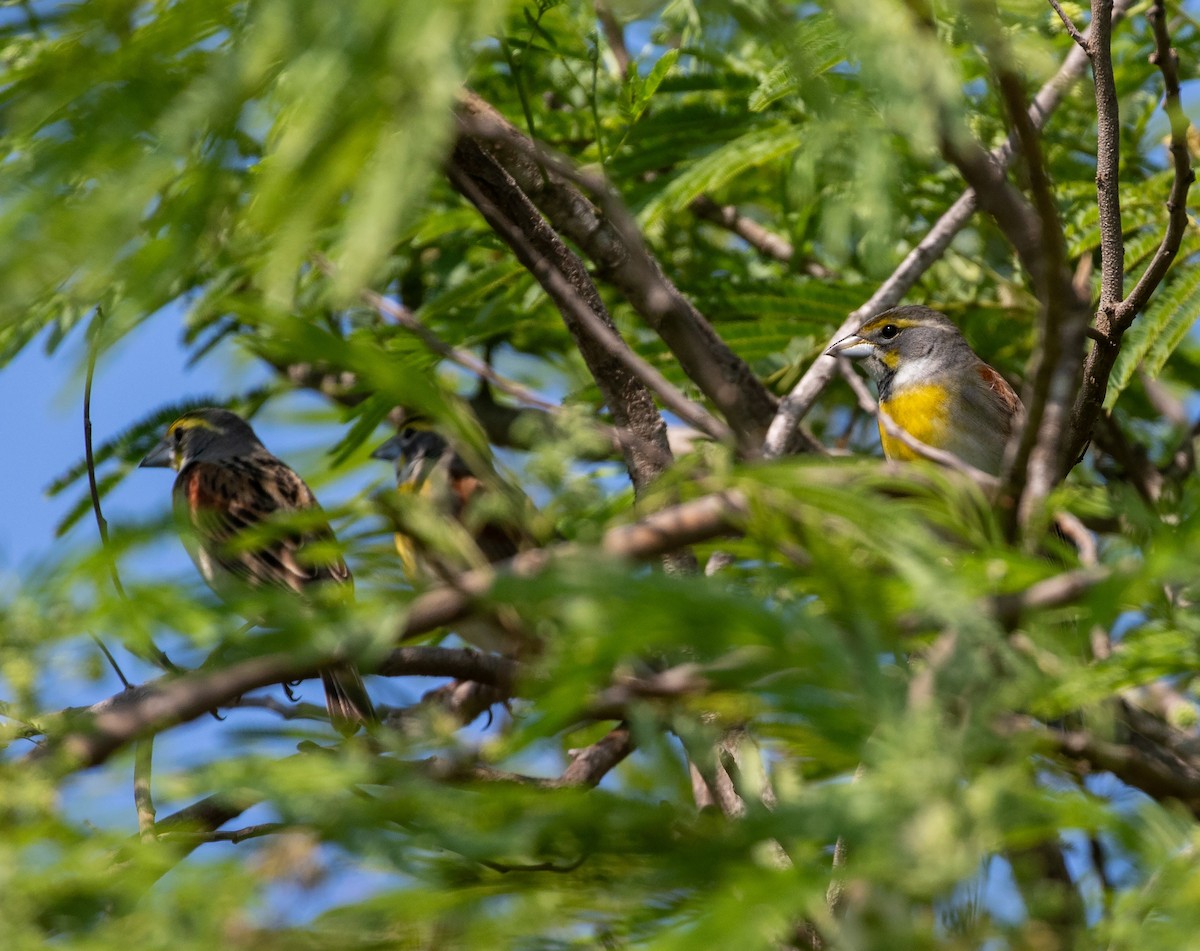 Dickcissel - William Price