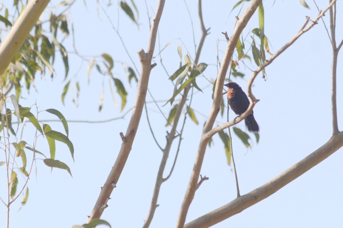 Chestnut-capped Blackbird - Rita Sousa