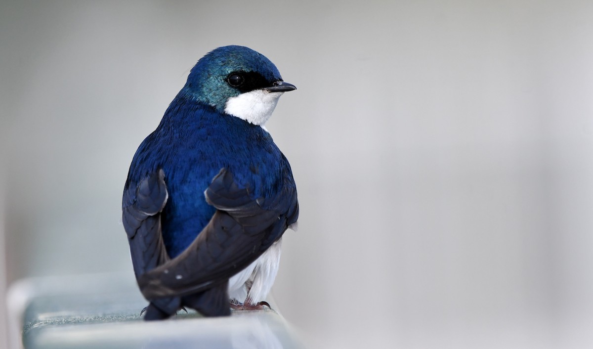 Tree Swallow - Stéphane Barrette