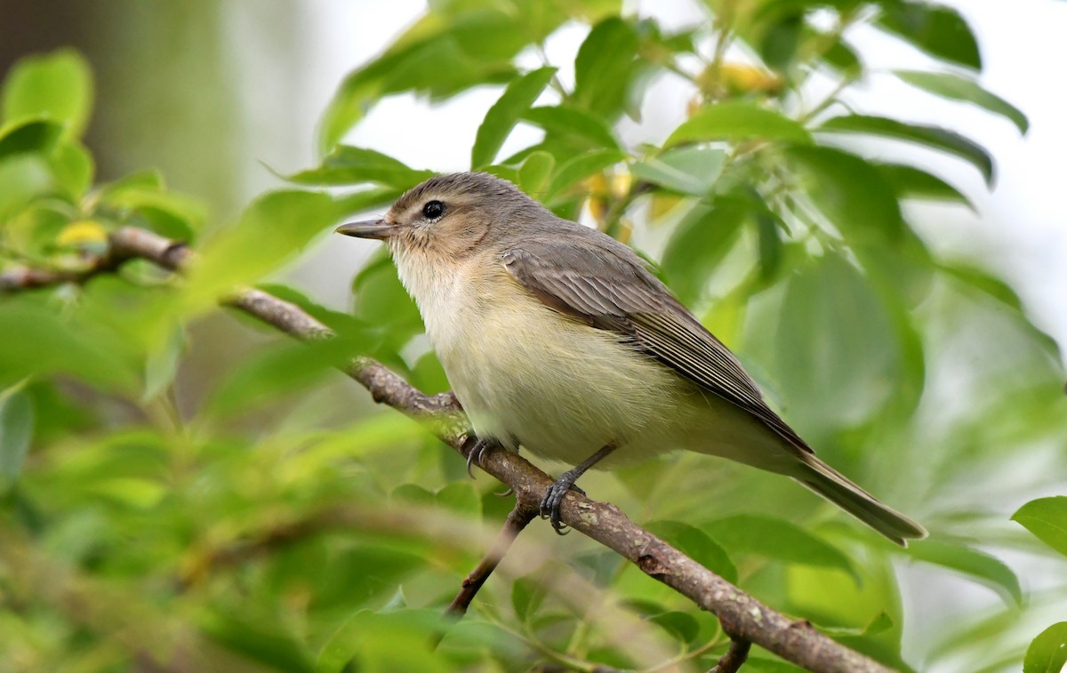 Warbling Vireo - Stéphane Barrette