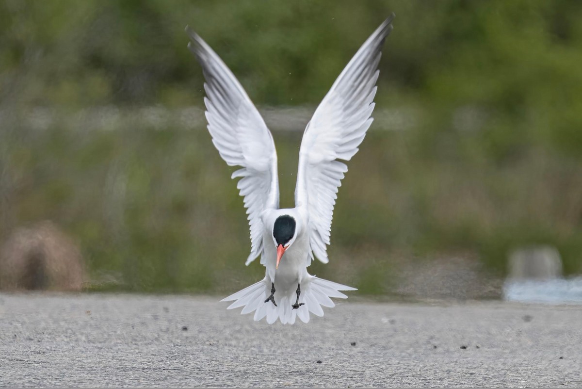 Caspian Tern - Cynthia McAllister