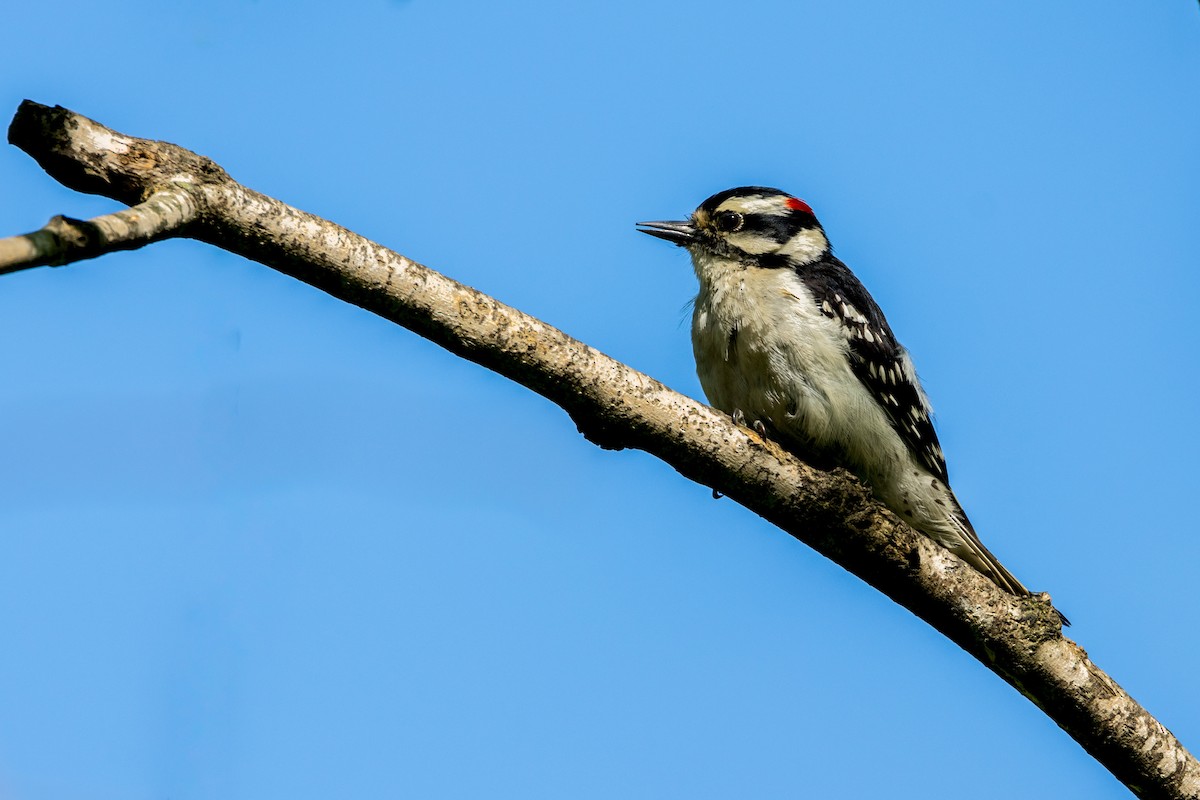 Downy Woodpecker - Ric mcarthur