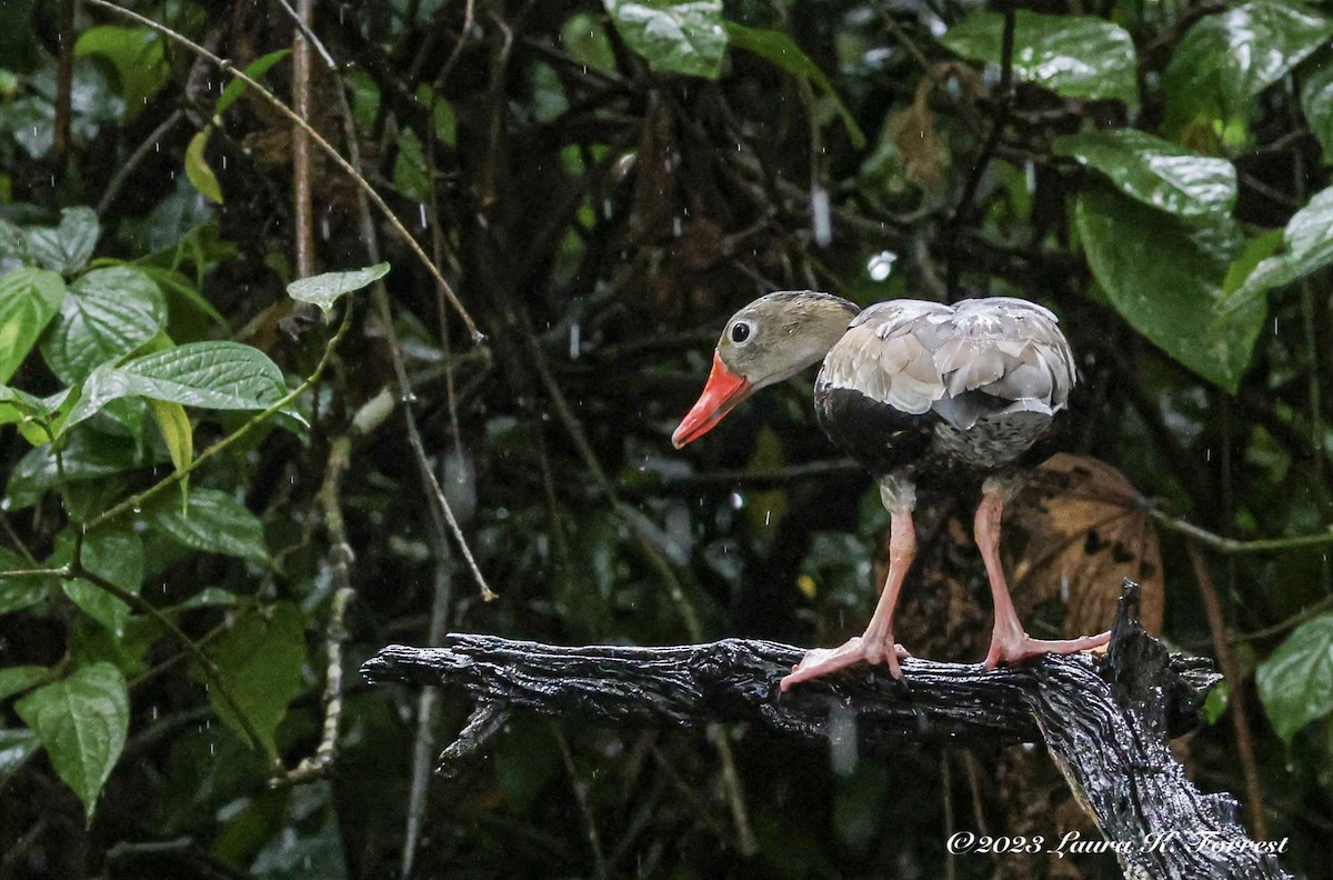 Black-bellied Whistling-Duck - Laura Forrest