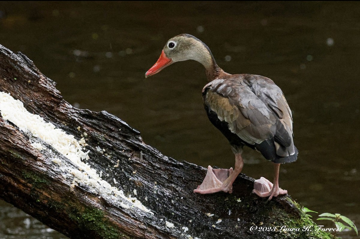 Black-bellied Whistling-Duck - Laura Forrest