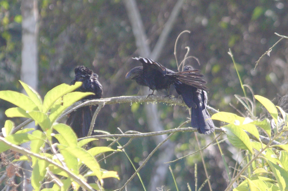 Smooth-billed Ani - Rita Sousa