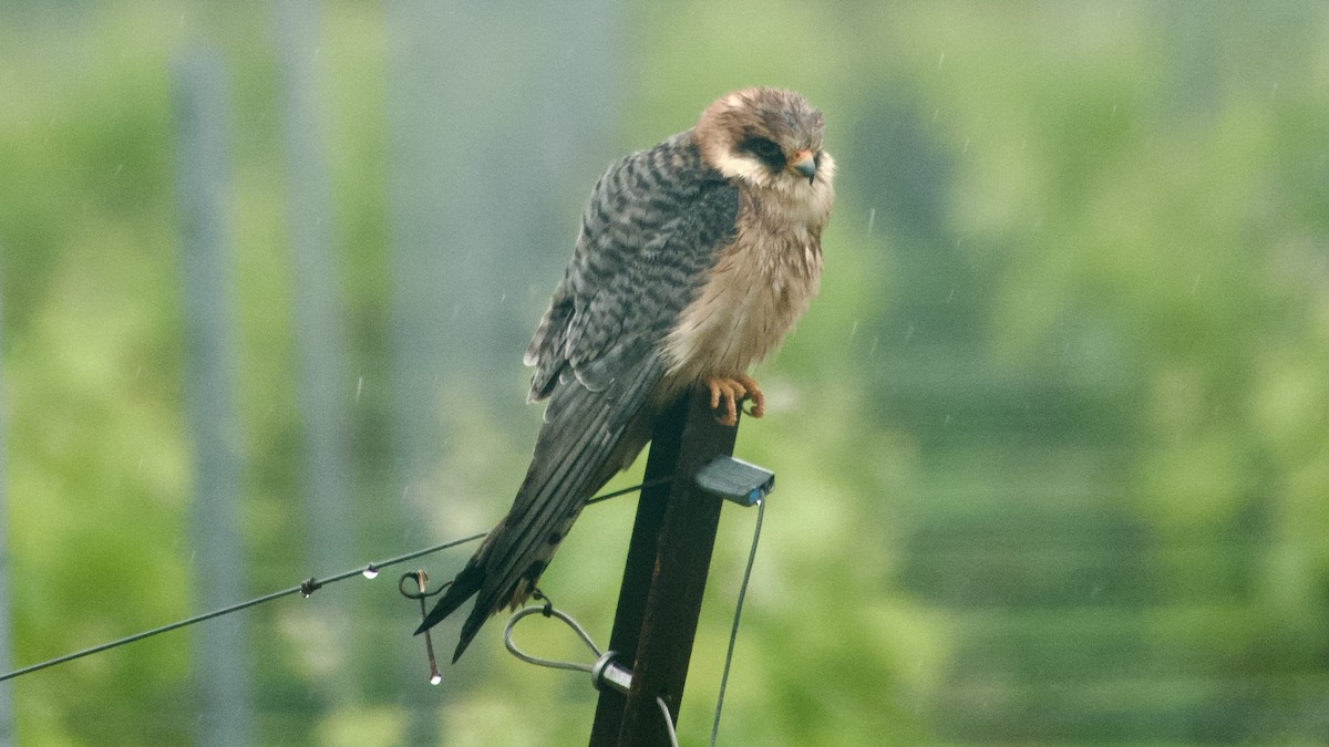 Red-footed Falcon - Jan Ekkers