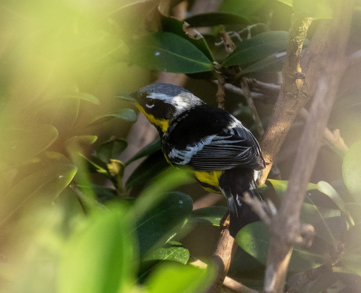 Magnolia Warbler - William Price