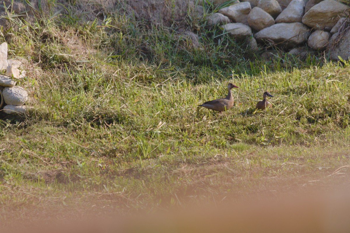 Brazilian Teal - Rita Sousa