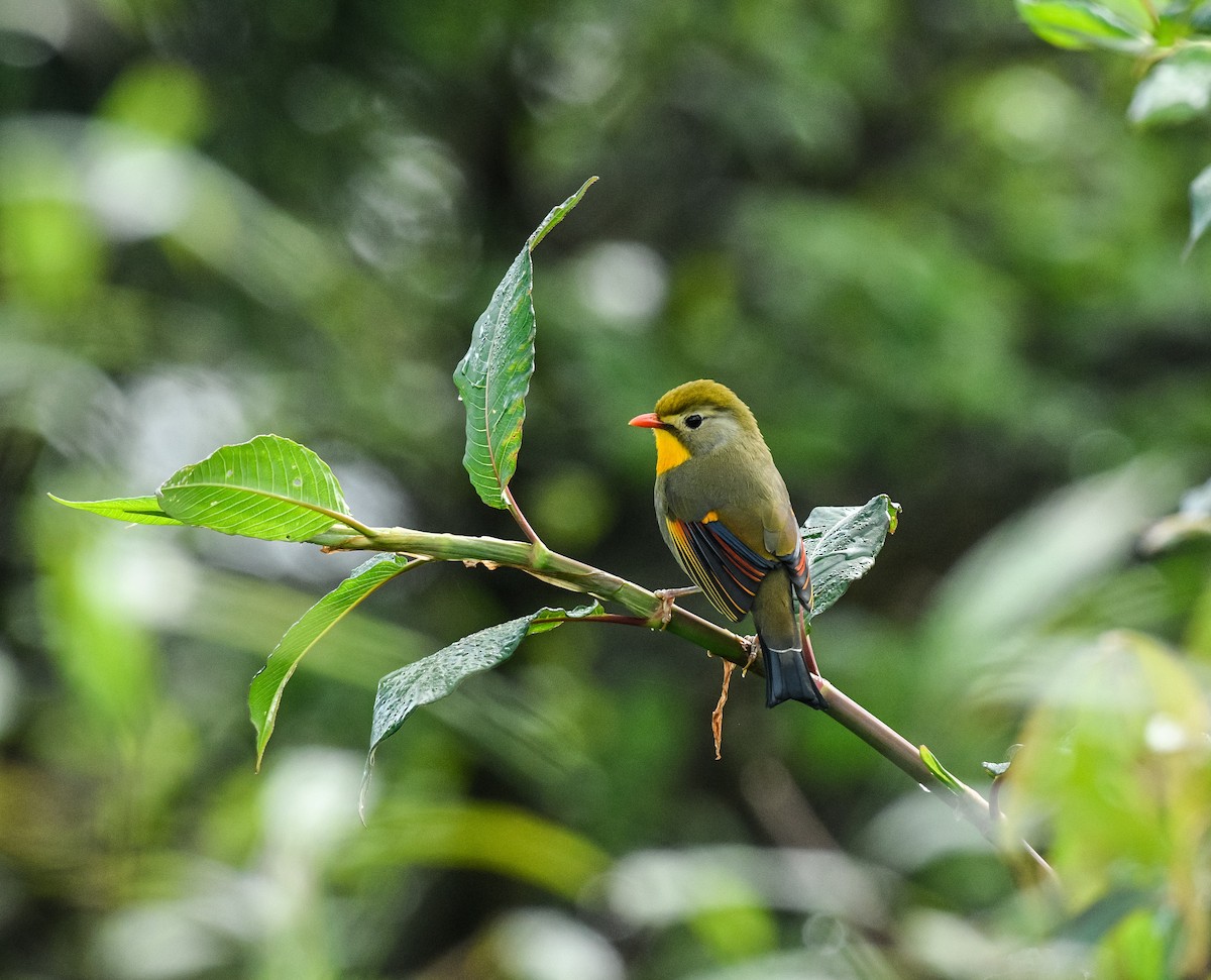 Red-billed Leiothrix - ML619393724