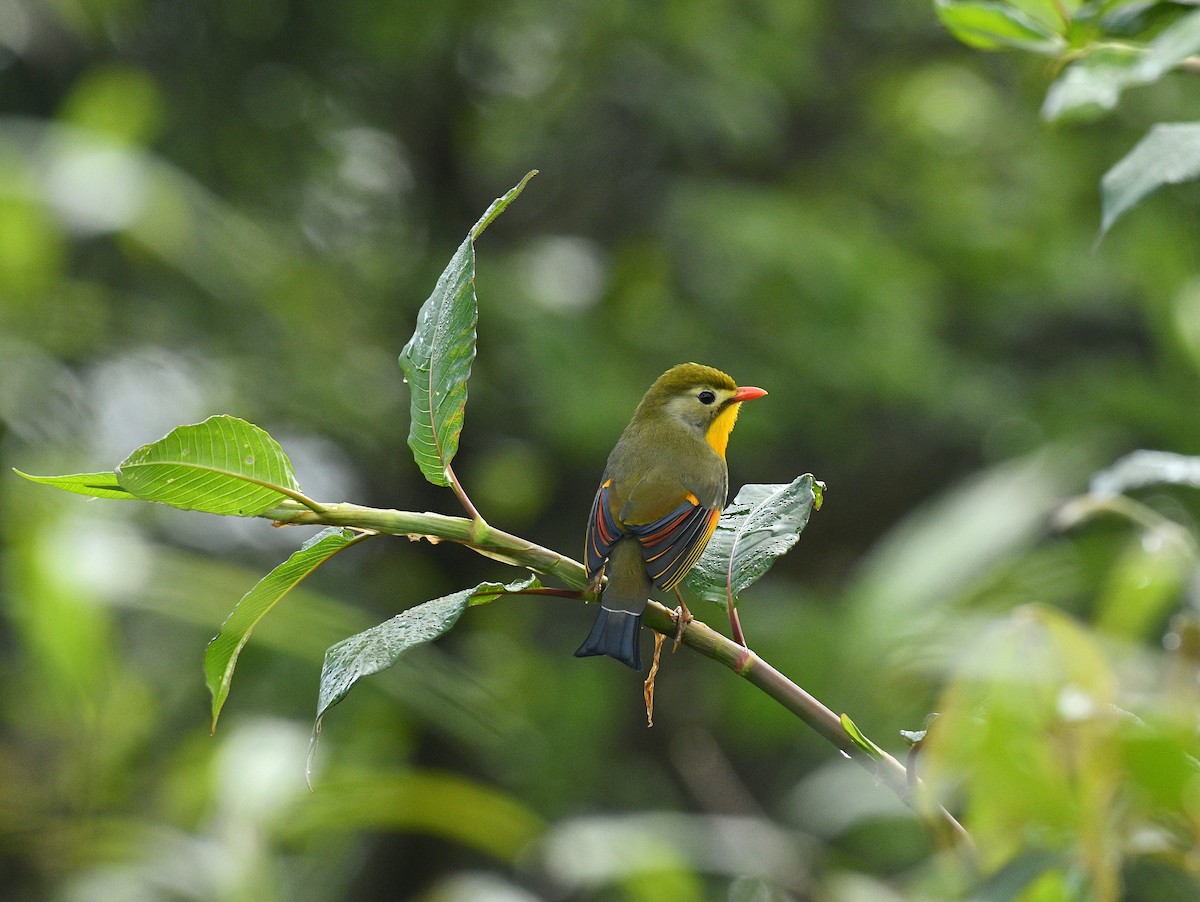 Red-billed Leiothrix - ML619393725