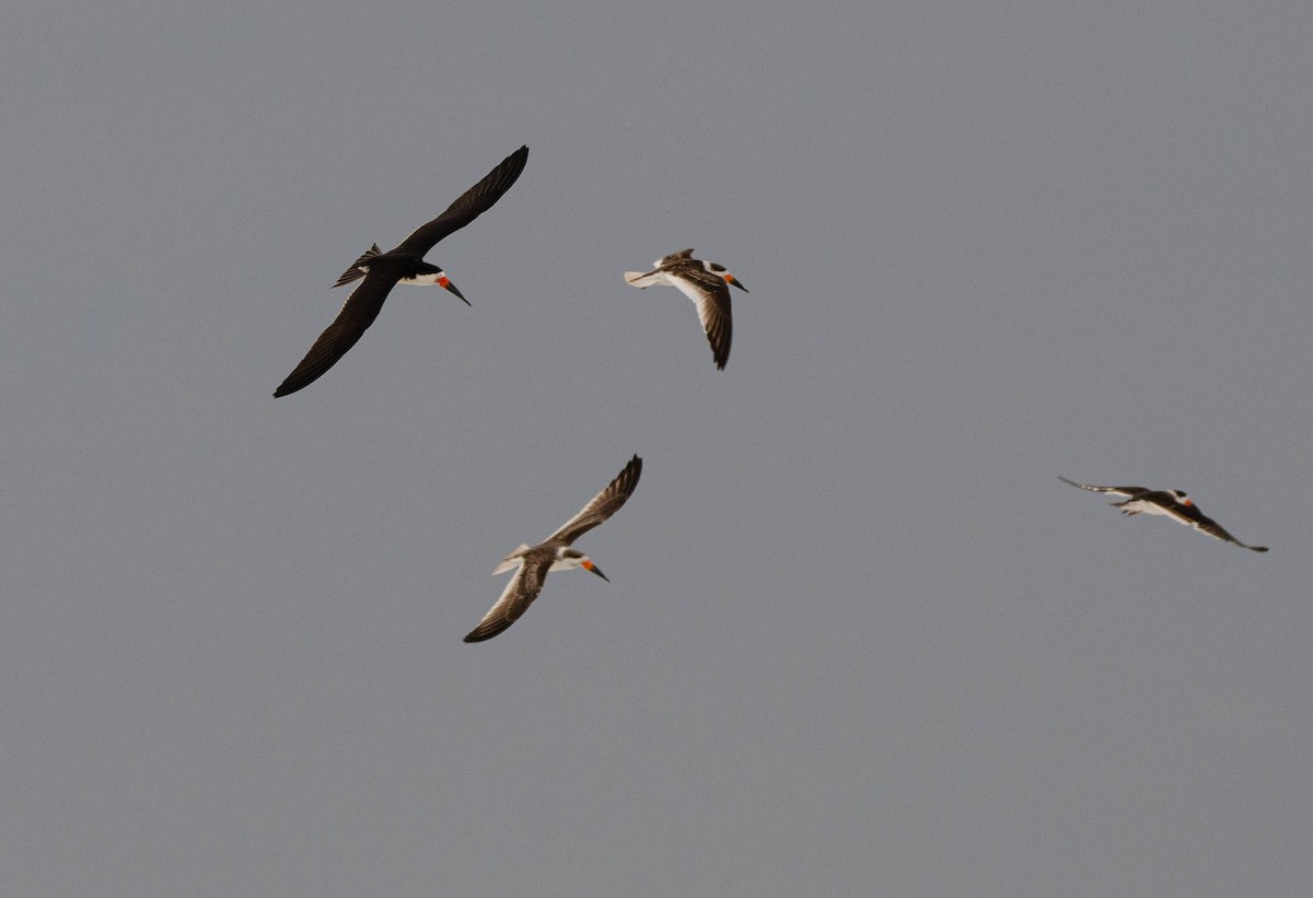 Black Skimmer (cinerascens) - ML619393733