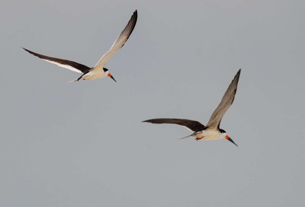 Black Skimmer (cinerascens) - ML619393734