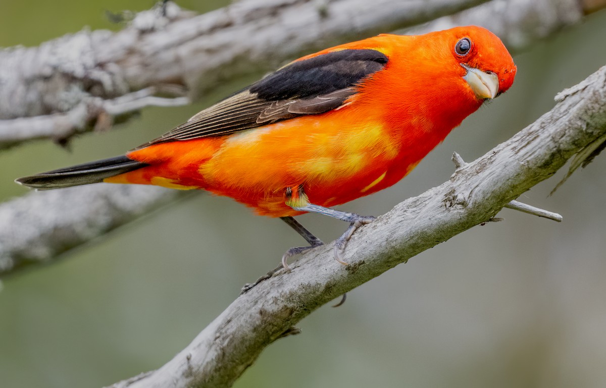 Scarlet Tanager - Jim Carroll