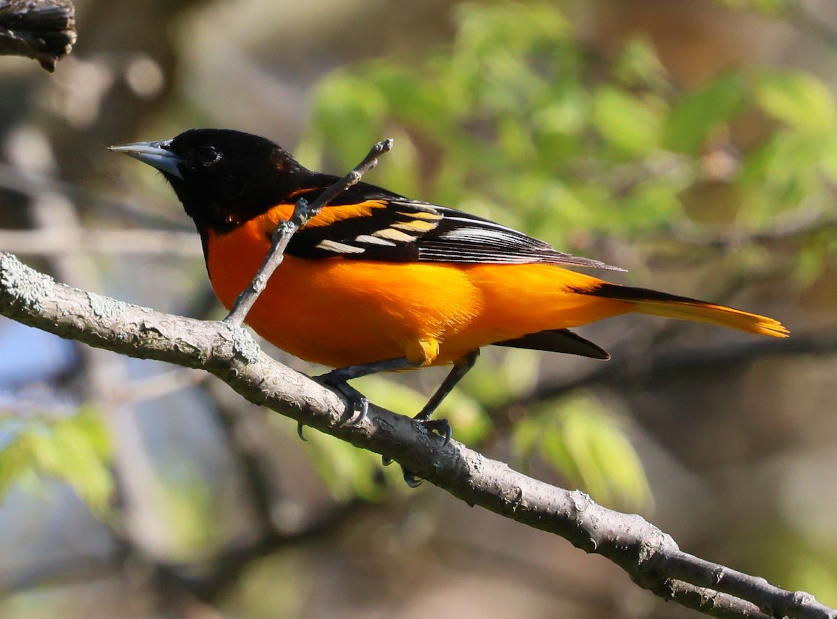 Oriole de Baltimore - ML619393740