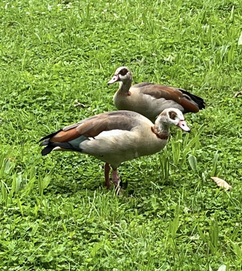 Egyptian Goose - ML619393743