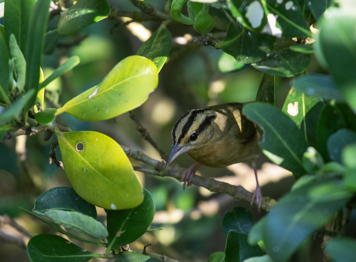 Worm-eating Warbler - William Price