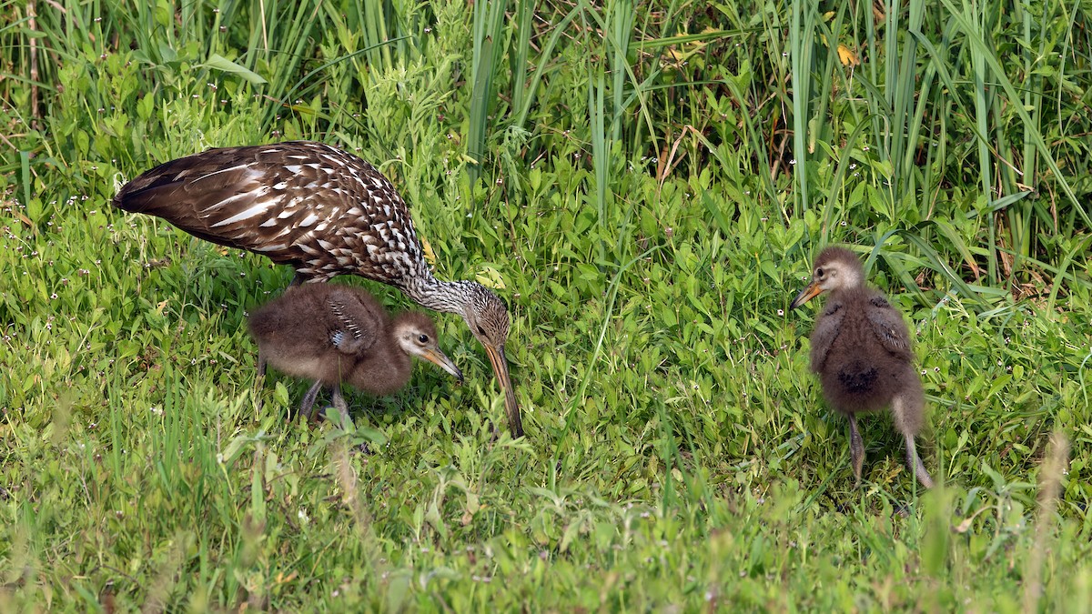 Limpkin - Karl H (Hoeff ka)