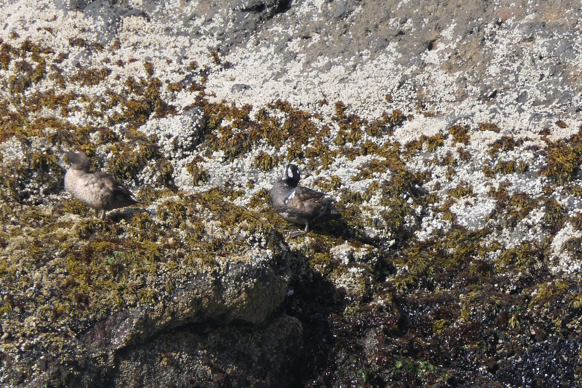 Harlequin Duck - Steve Dignam