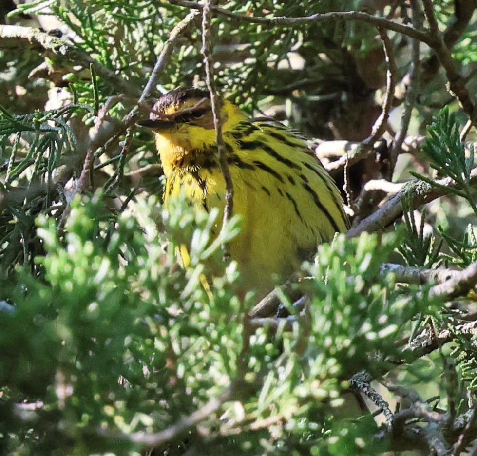 Cape May Warbler - Charlotte Byers