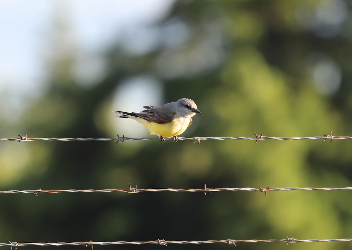 Western Kingbird - Andrew S. Aldrich