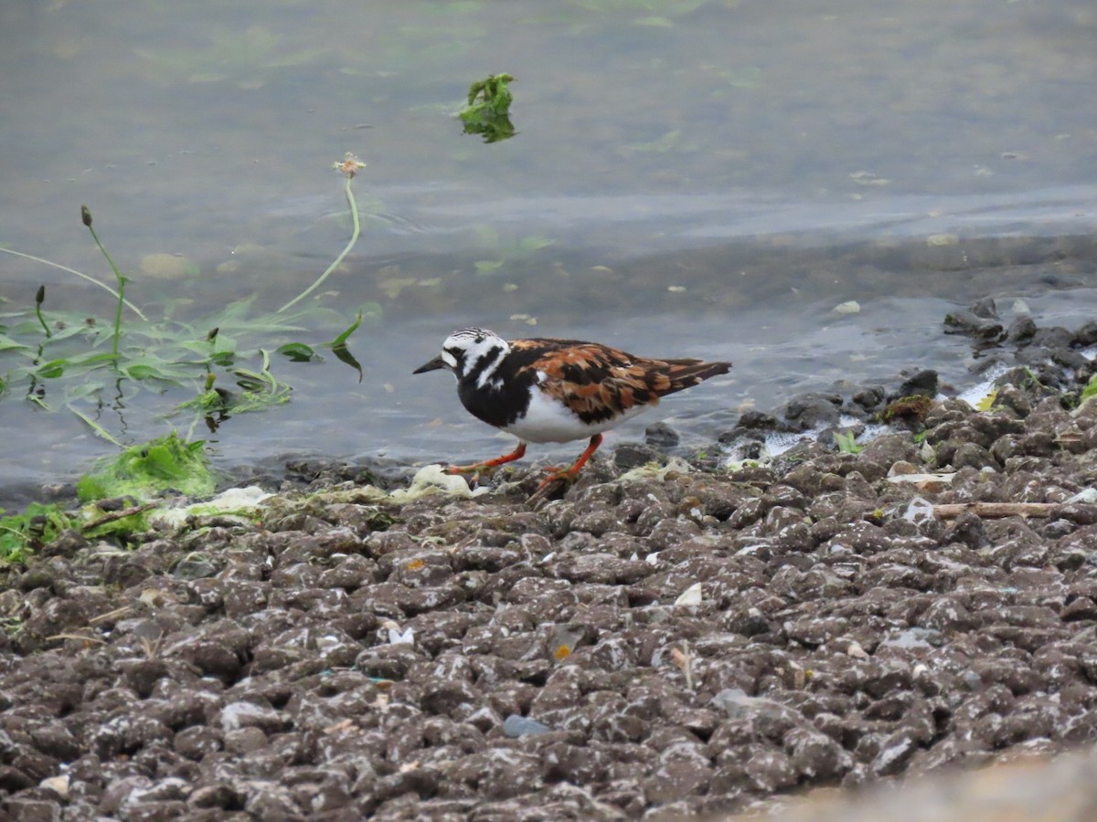 Ruddy Turnstone - Ben Bird