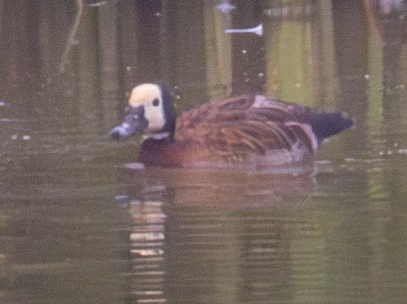 White-faced Whistling-Duck - Gerhard Josef Bauer